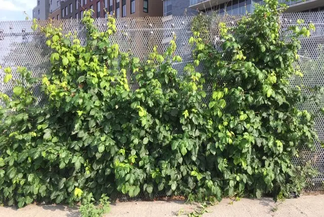 Poison ivy growing on a fence in LIC.